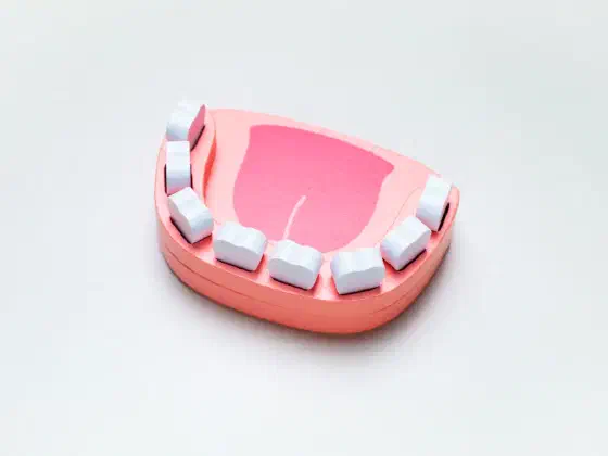 Teeth Anatomy Explained for Kids